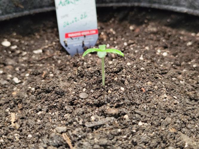 Auto Jack  von Paradise Seeds. Week 1
