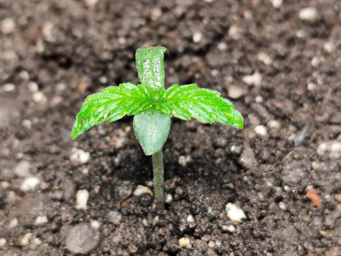 Auto Jack  von Paradise Seeds. Week 1