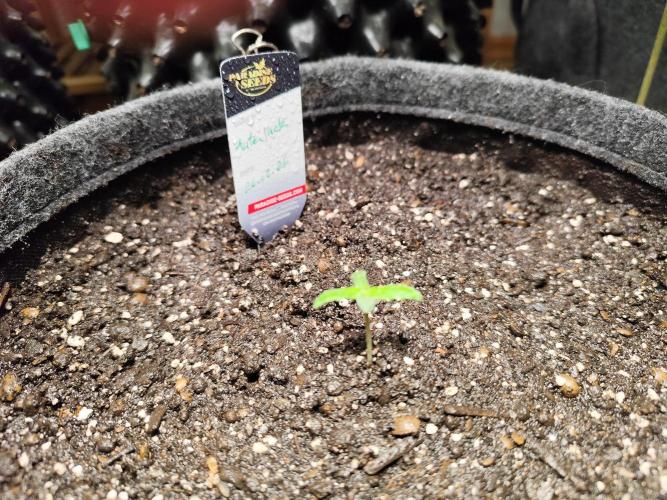 Auto Jack  von Paradise Seeds. Week 1 - Tag 11