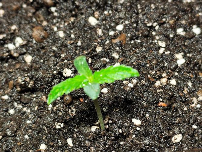 Auto Jack  von Paradise Seeds. Week 1
