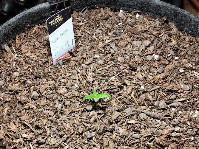 Auto Jack  von Paradise Seeds. Week 1