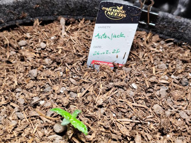 Auto Jack  von Paradise Seeds. Week 1