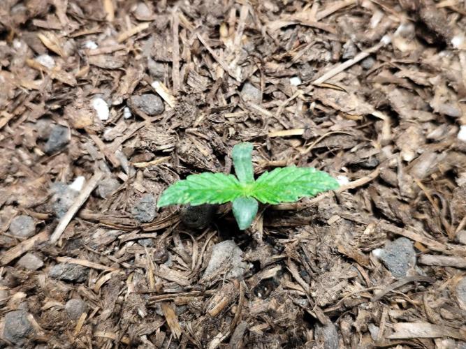 Auto Jack  von Paradise Seeds. Week 1 - Tag 12