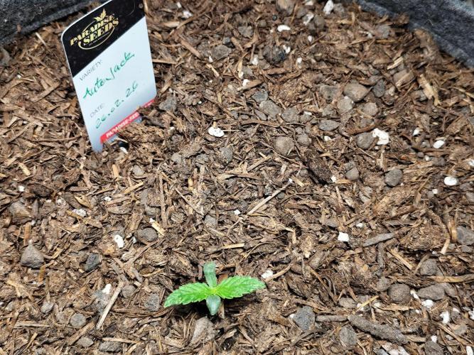 Auto Jack  von Paradise Seeds. Week 1