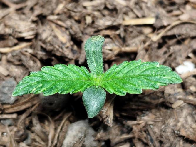 Auto Jack  von Paradise Seeds. Week 1