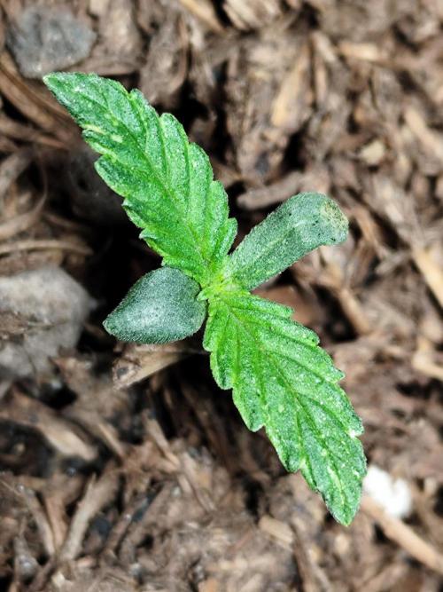 Auto Jack  von Paradise Seeds. Week 1