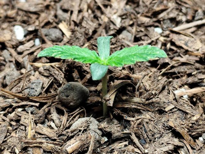 Auto Jack  von Paradise Seeds. Week 1