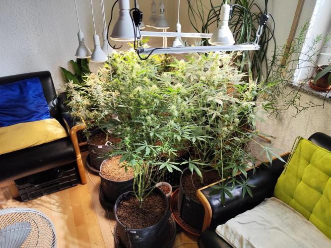 Auto Jack  von Paradise Seeds. Week 1