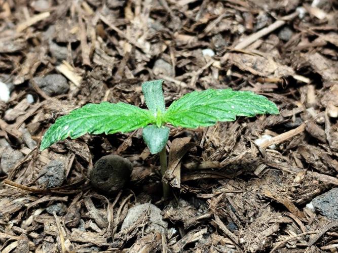 Auto Jack  von Paradise Seeds. Week 1