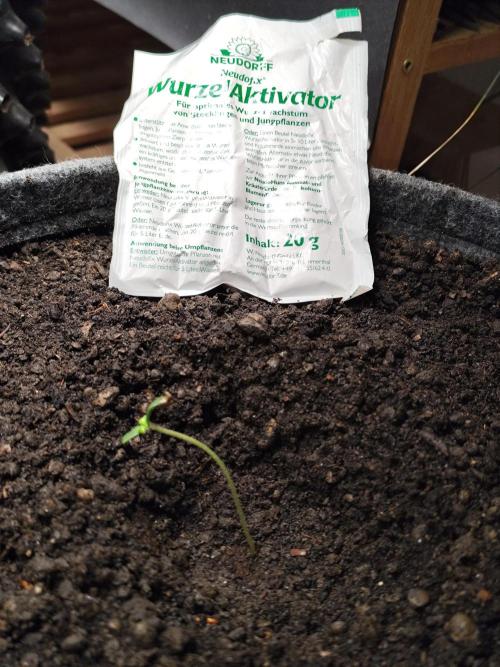 Forbidden Runtz double XL Auto Grower's. Week 1 - Tag 8