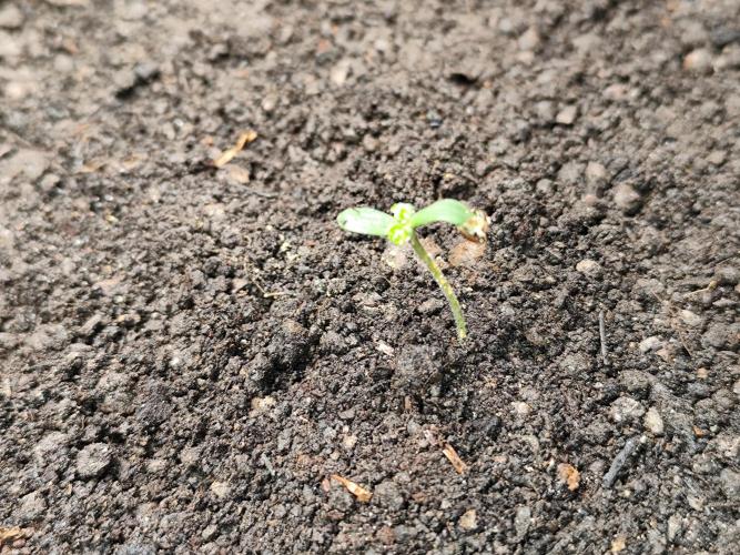 Forbidden Runtz double XL Auto Grower's. Week 1