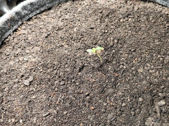 Forbidden Runtz double XL Auto Grower's. Week 1