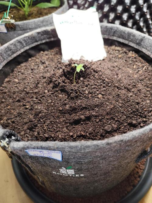 Orange Sherbet Auto von 2Fast4Buds. Week 1 - Tag 8