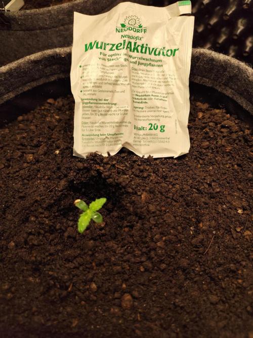 Orange Sherbet Auto von 2Fast4Buds. Week 1