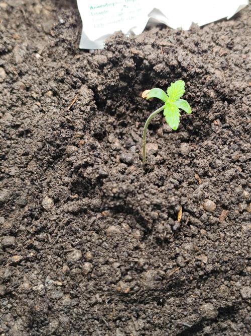 Orange Sherbet Auto von 2Fast4Buds. Week 1