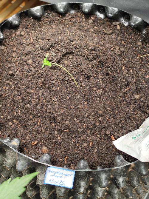 Frostbanger Auto F3 von 2Fast4Buds. Week 1 - Tag 8