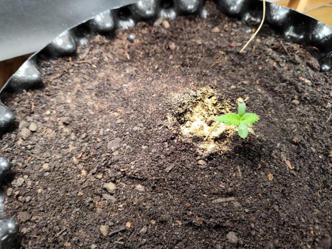 Frostbanger Auto F3 von 2Fast4Buds. Week 1