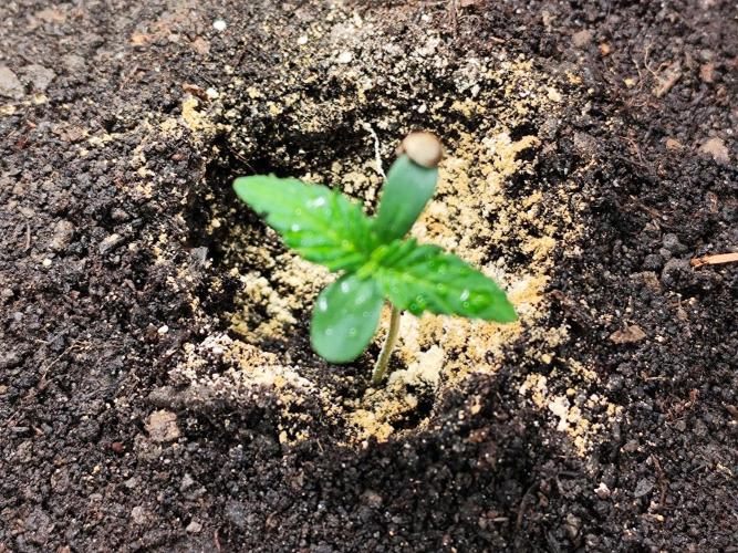 Frostbanger Auto F3 von 2Fast4Buds. Week 1