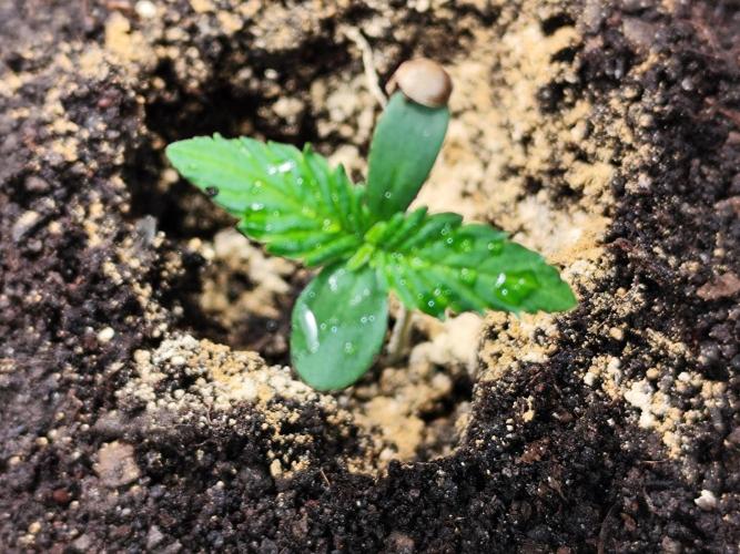 Frostbanger Auto F3 von 2Fast4Buds. Week 1