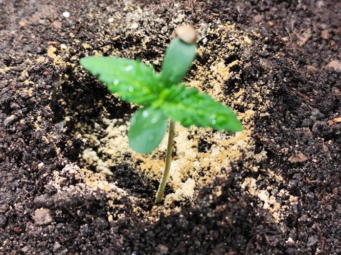 Frostbanger Auto F3 von 2Fast4Buds. Week 1