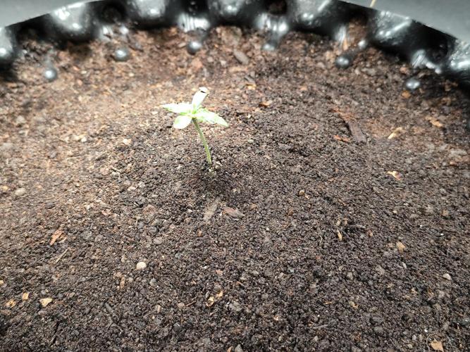 Frostbanger Auto F3 von 2Fast4Buds. Week 1