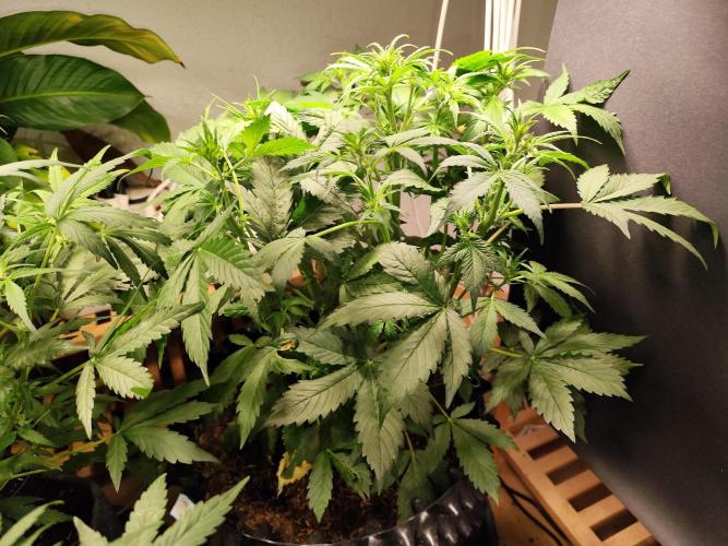 Cafe Racer Autoflower von Blimburn Seeds. Week 6 - Tag 46