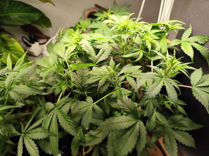 Cafe Racer Autoflower von Blimburn Seeds. Week 6