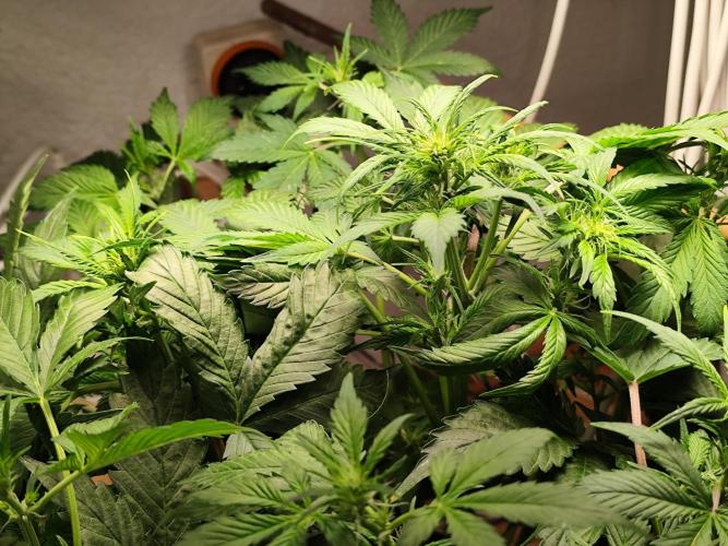 Cafe Racer Autoflower von Blimburn Seeds. Week 6
