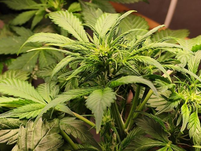 Cafe Racer Autoflower von Blimburn Seeds. Week 6