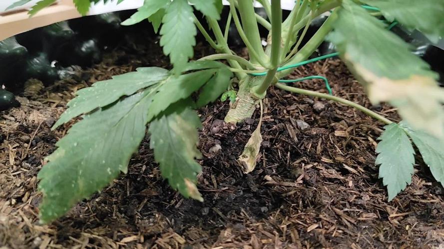 Cafe Racer Autoflower von Blimburn Seeds