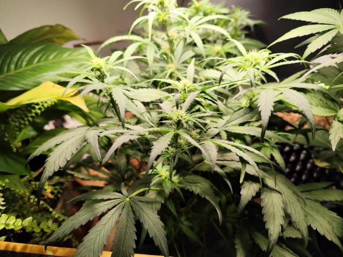 Gorilla Cookies Auto von 2Fast4Buds. Week 6