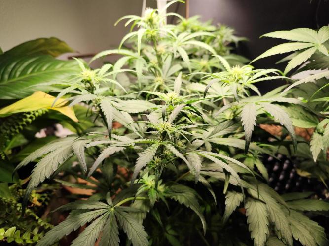 Gorilla Cookies Auto von 2Fast4Buds. Week 6