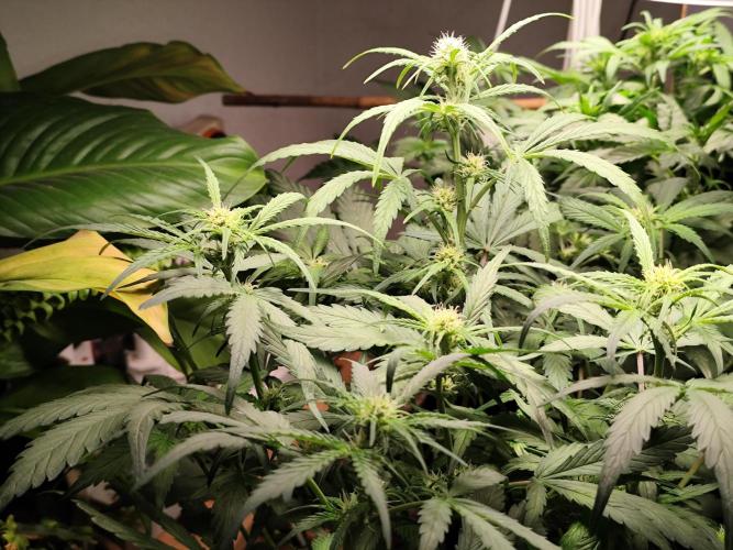 Gorilla Cookies Auto von 2Fast4Buds. Week 6