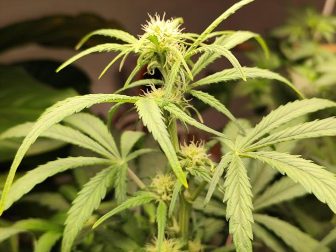 Gorilla Cookies Auto von 2Fast4Buds. Week 6