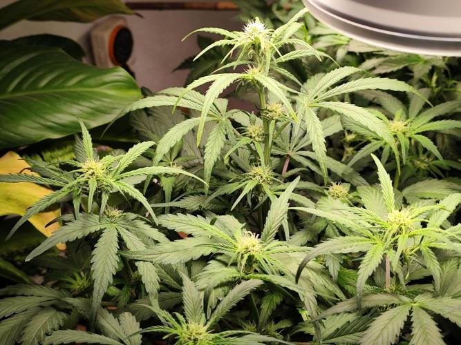 Gorilla Cookies Auto von 2Fast4Buds. Week 6