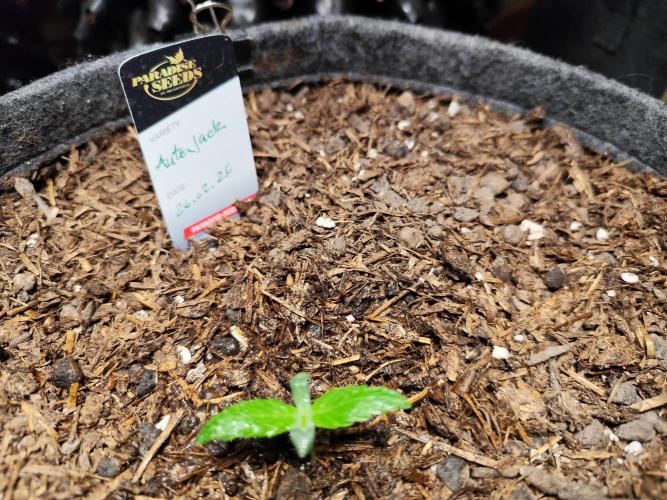 Auto Jack  von Paradise Seeds. Week 2 - Tag 14