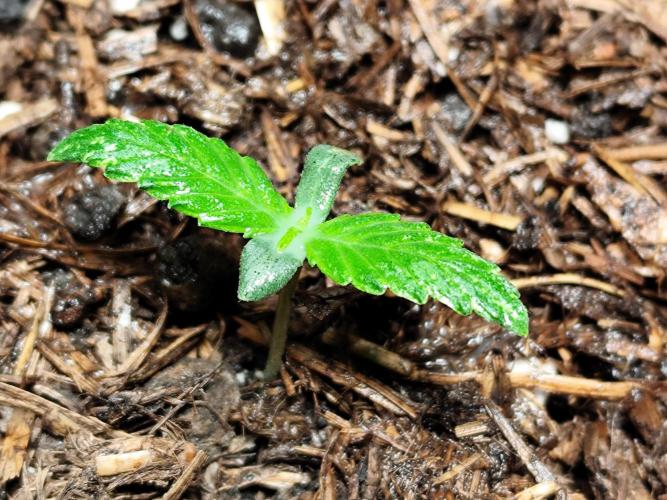 Auto Jack  von Paradise Seeds. Week 2
