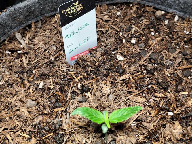 Auto Jack  von Paradise Seeds. Week 2