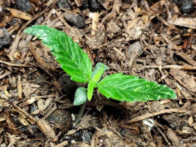 Auto Jack  von Paradise Seeds. Week 2