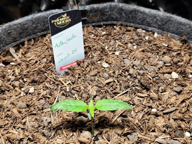 Auto Jack  von Paradise Seeds. Week 2 - Tag 16