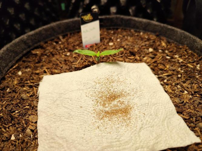 Auto Jack  von Paradise Seeds. Week 2