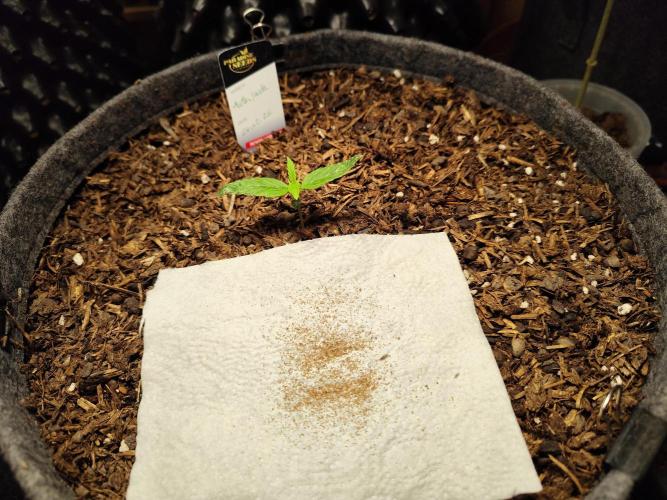 Auto Jack  von Paradise Seeds. Week 2 - Tag 17