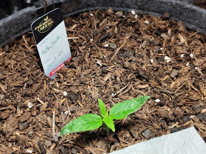 Auto Jack  von Paradise Seeds. Week 2