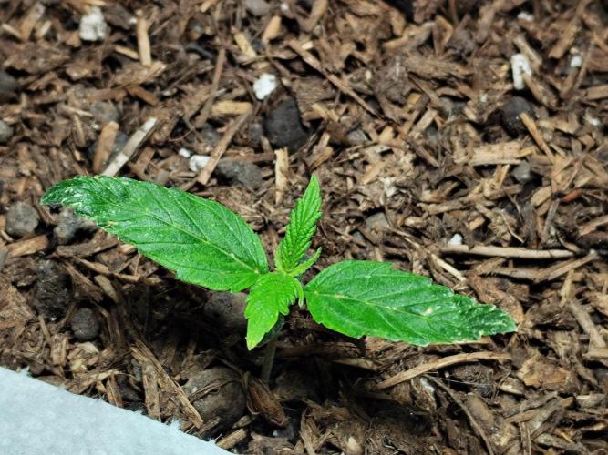 Auto Jack  von Paradise Seeds. Week 2