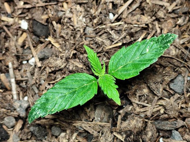Auto Jack  von Paradise Seeds. Week 2