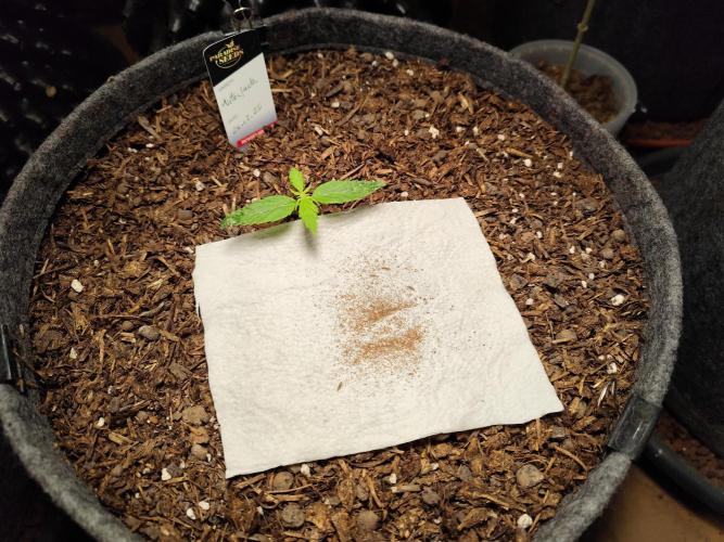 Auto Jack  von Paradise Seeds. Week 2 - Tag 18