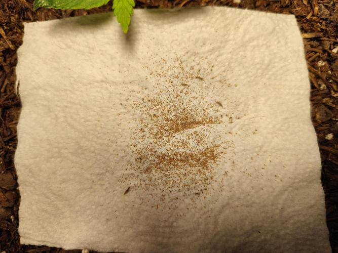 Auto Jack  von Paradise Seeds. Week 2