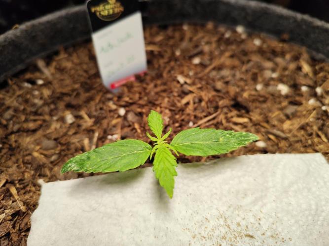 Auto Jack  von Paradise Seeds. Week 2