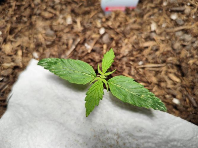 Auto Jack  von Paradise Seeds. Week 2