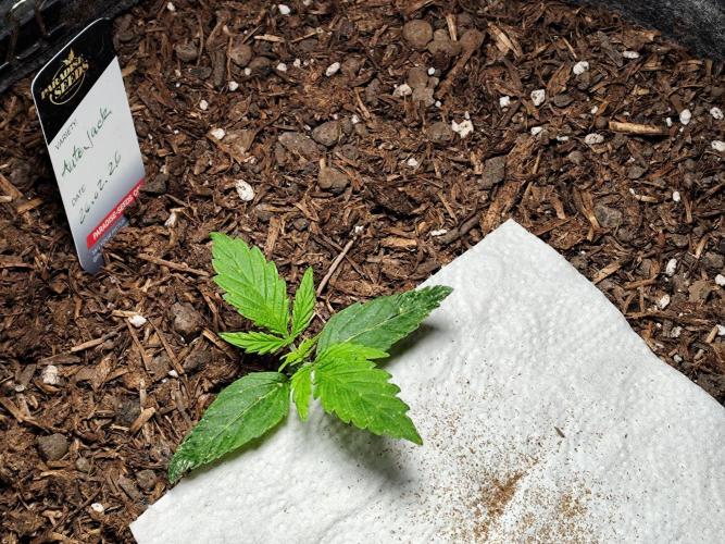 Auto Jack  von Paradise Seeds. Week 2